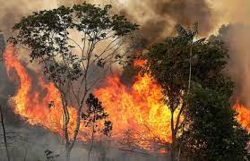 حرائق الأمازون تهدد رئة العالم.. تمد 20% من الكوكب بالأكسجين.. خسائر بيئية ضخمة.. وخبراء يحذرون من تزايد وتيرة الاحتباس الحراري